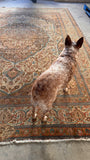 Cookie the dog blending into the warm brown and ivory colors of a large vintage Persian rug.
