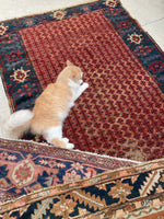 [vintage rugs] - Blue Parakeet Rugs