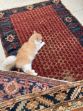 [vintage rugs] - Blue Parakeet Rugs