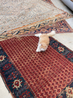 [vintage rugs] - Blue Parakeet Rugs