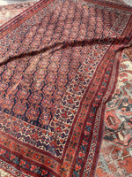 [vintage rugs] - Blue Parakeet Rugs