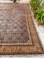 [vintage rugs] - Blue Parakeet Rugs