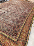 [vintage rugs] - Blue Parakeet Rugs