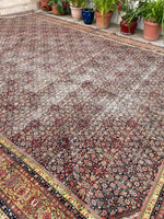 [vintage rugs] - Blue Parakeet Rugs