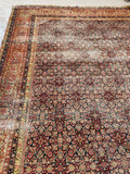 [vintage rugs] - Blue Parakeet Rugs