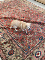 8'8 x 11'6 Antique Heriz with camel border #2148ML / 9x12 Vintage Rug - Blue Parakeet Rugs